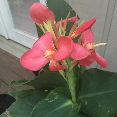 Rachel's garden