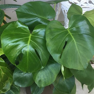 Swiss Cheese Plant
