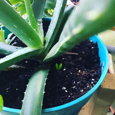 Rachel's garden