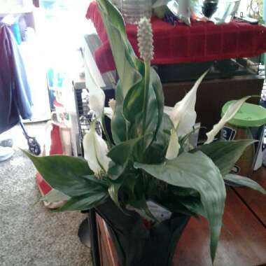 Peace Lily