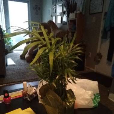 Parlour Palm