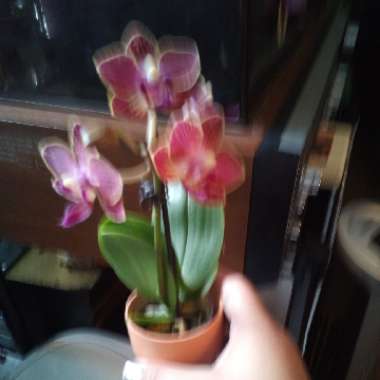 Moth Orchid