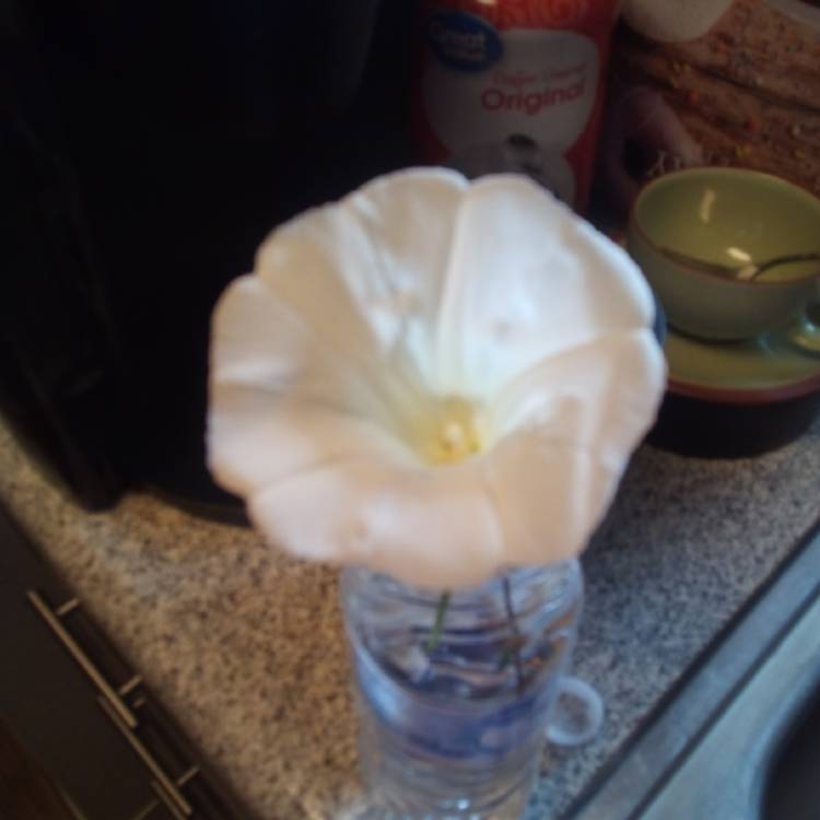 plant image 1352457