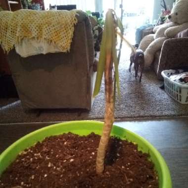 Madagascar Dragon Tree