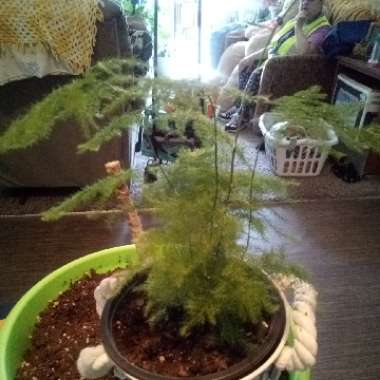 Common Asparagus Fern