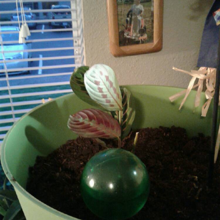 Plant image Maranta Leuconeura 'Kim'