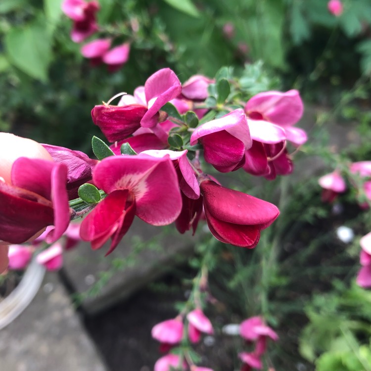 Plant image Cytisus scoparius syn. Sarothamnus scoparius