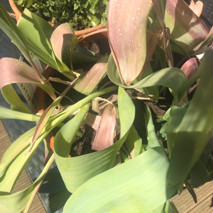 Plant image Tulipa hageri