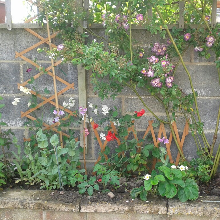 Catherine's garden