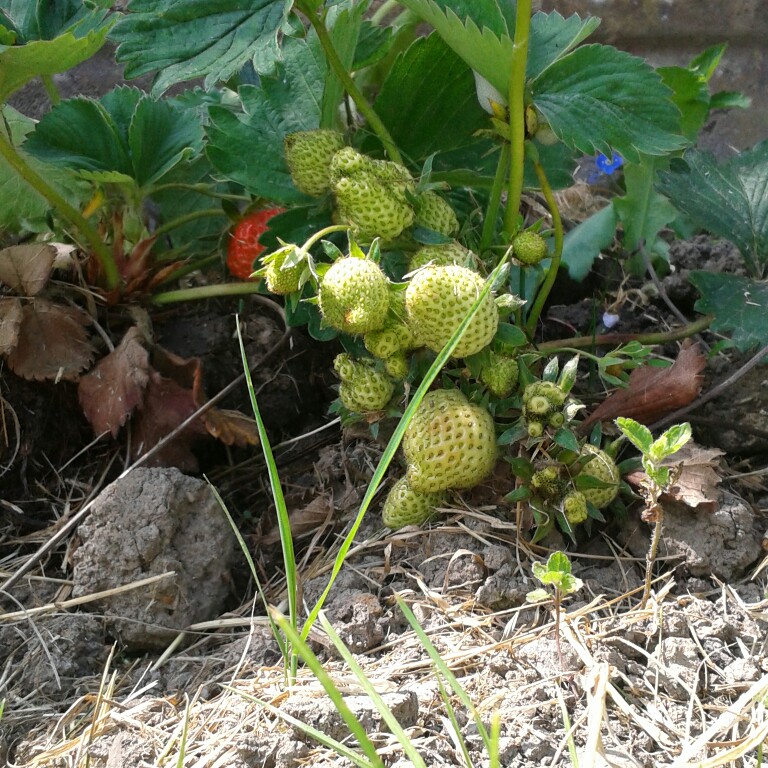 Virginia Strawberry