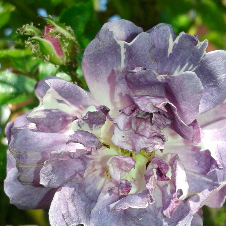 Catherine's garden