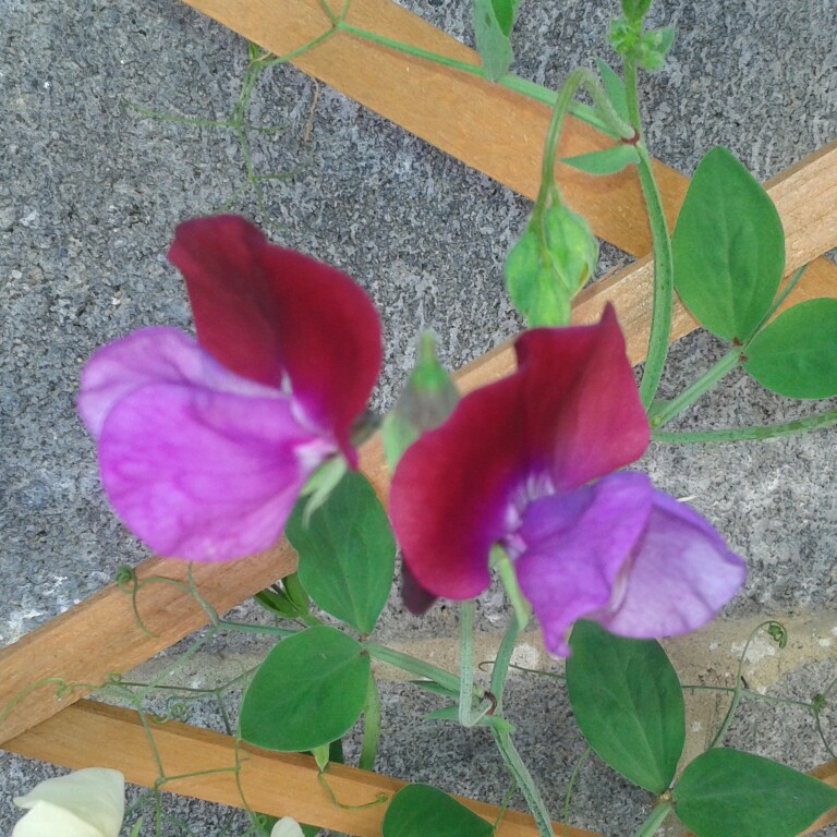 Plant image Lathyrus Odoratus 'Cupani'