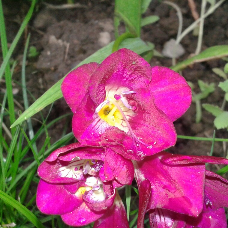 Catherine's garden