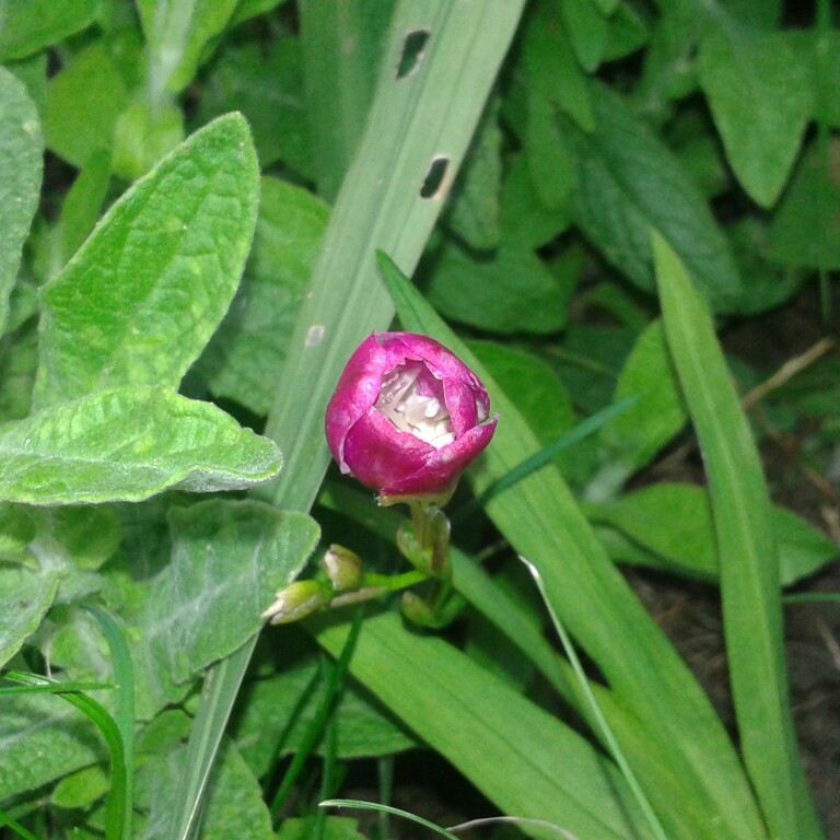 Catherine's garden