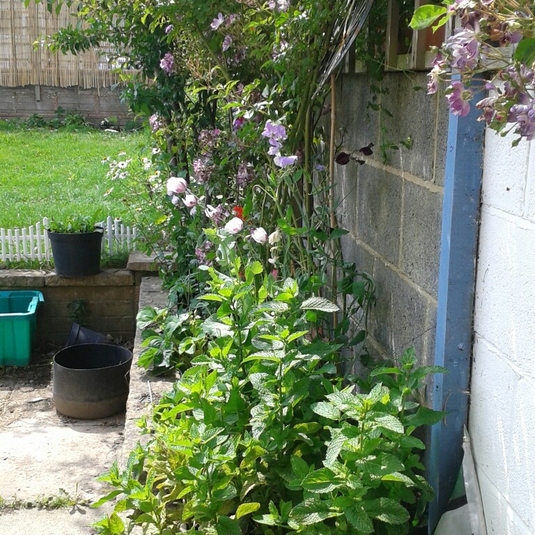 Catherine's garden