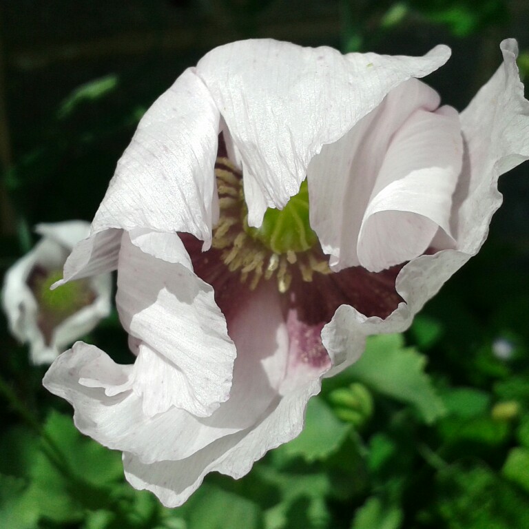 Poppy Flowered Anemone 'St Brigid' (Mix)