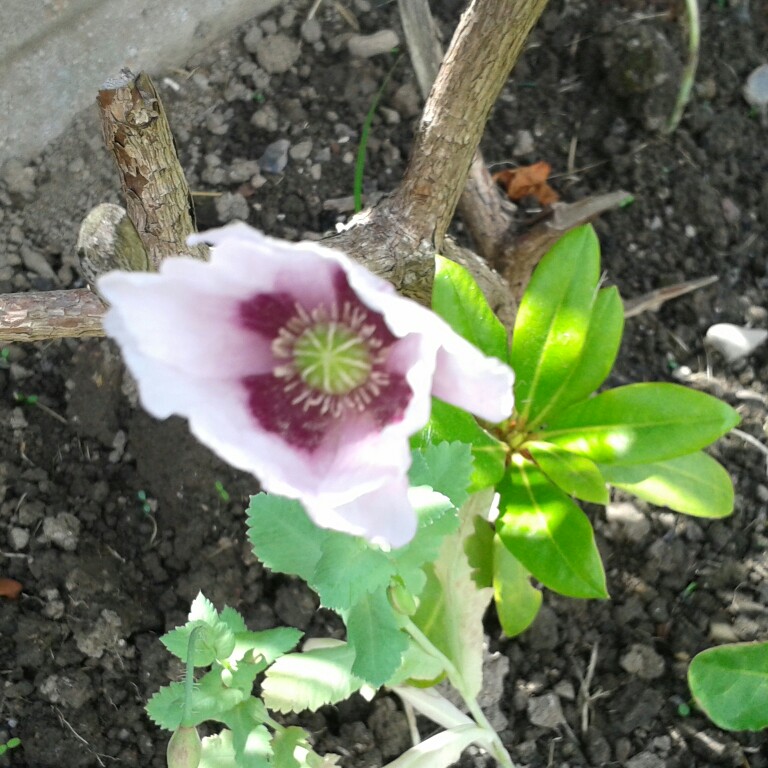 Catherine's garden