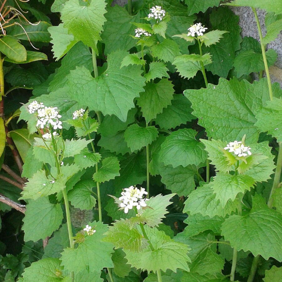Plant image Alliaria Petiolata syn. Alliaria officinalis syn. Sisymbrium alliaria