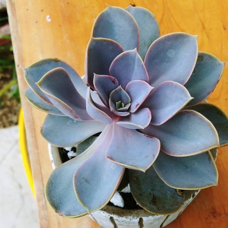 plant image 819981