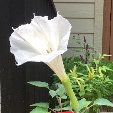 Datura inoxia
