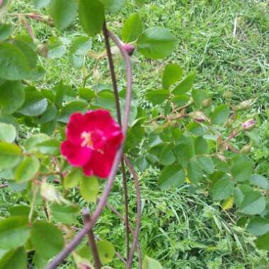 Rose's garden