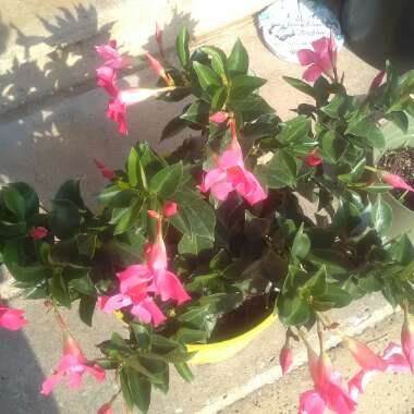 Rose's garden