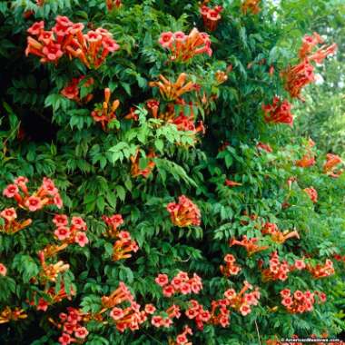 Rose's garden