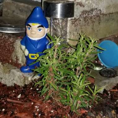 Jamie's garden