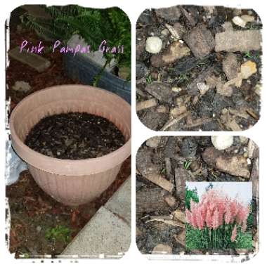Jamie's garden