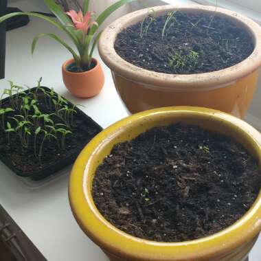 Dwarf Tomato 'Husky Cherry Red' (Cherry Tomato)