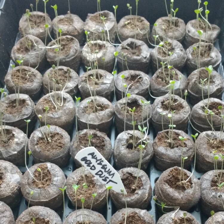 Plant image Aurinia saxatilis  syn. Alyssum saxatile