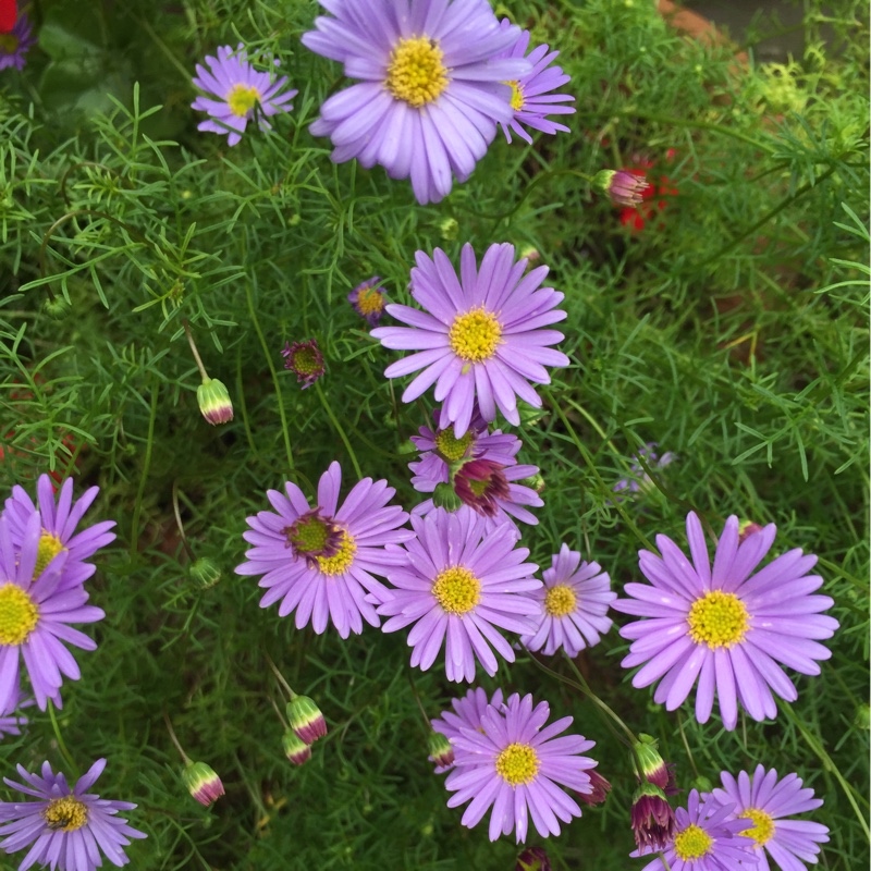Plant image Brachyscome iberidifolia