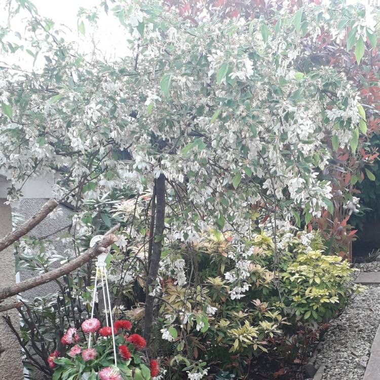 Plant image Deutzia gracilis 'Yuki Cherry Blossom'