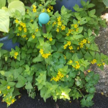 Lysimachia punctata