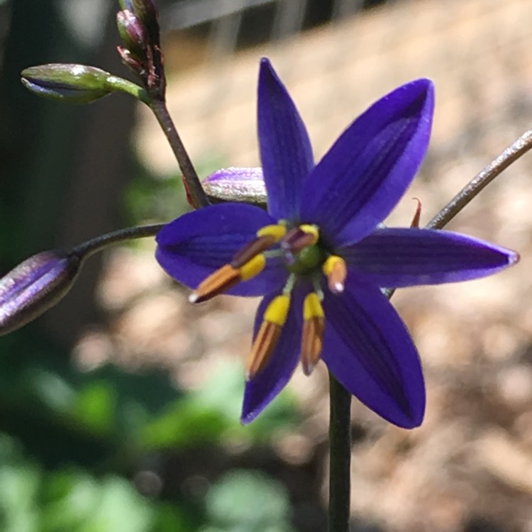 Plant image Dianella revoluta  'Little Rev™'