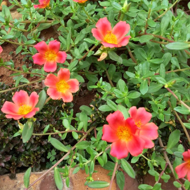 Plant image Portulaca amilis