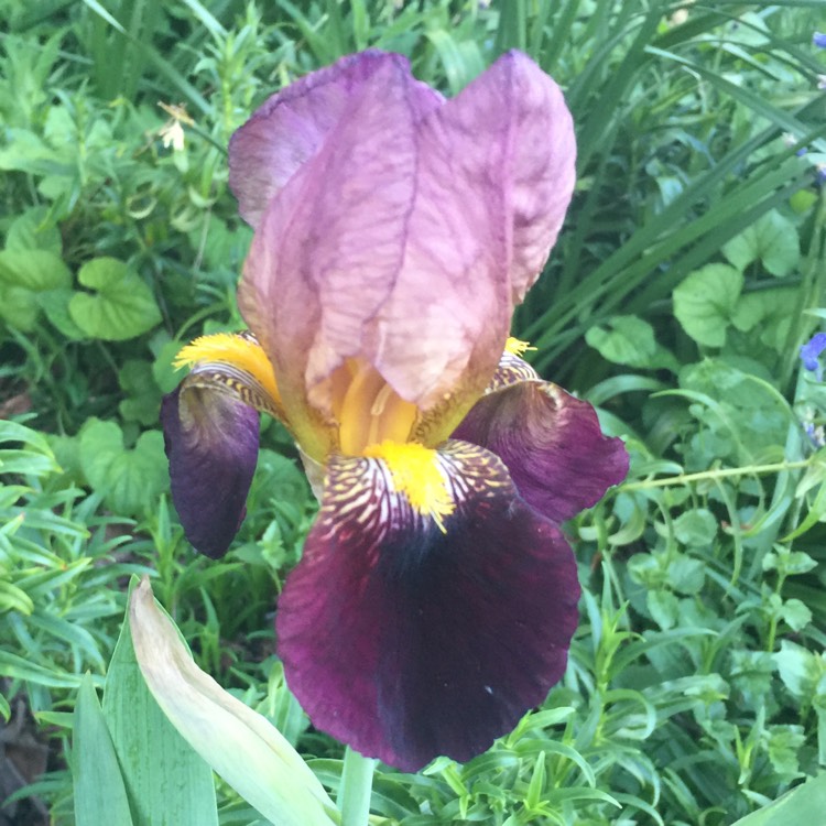 Plant image Iris x germanica 'Prince of Burgundy'