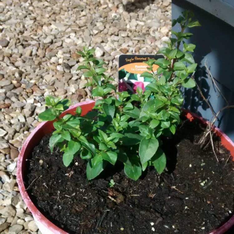 Plant image Fuchsia 'La Campanella'