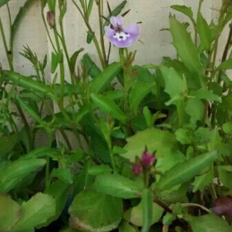 Plant image Lobelia 'Richardii'