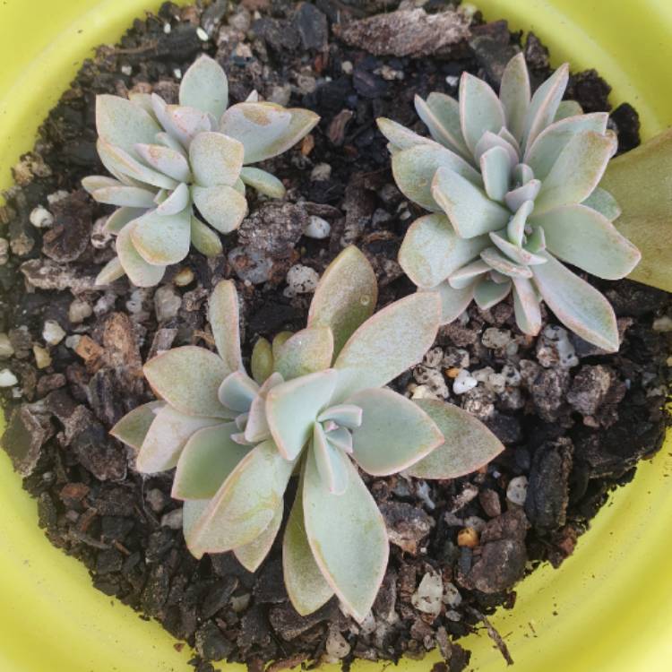 plant image 1428916 plant image 1428916