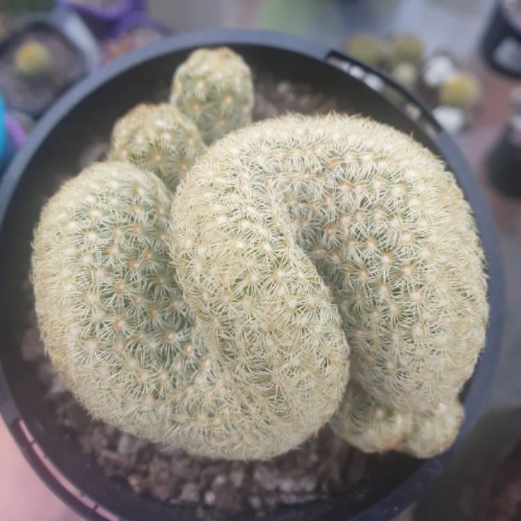 plant image 1428935
