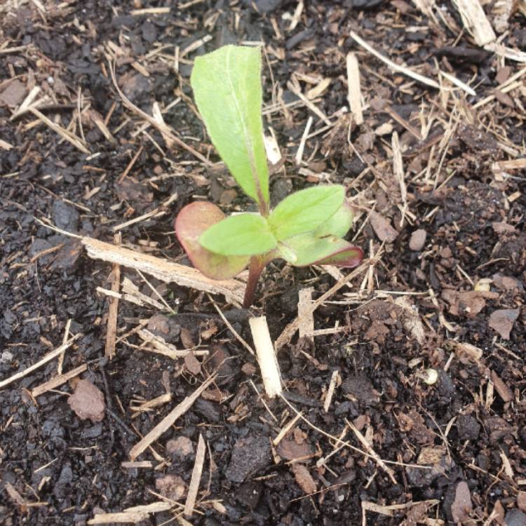 plant image 1429130 plant image 1429130