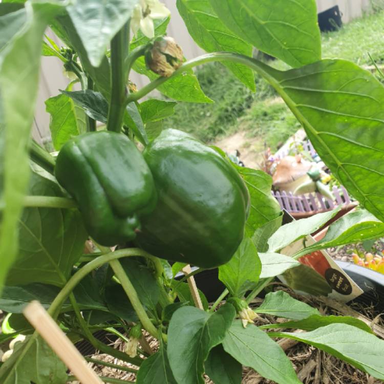 plant image 1429734