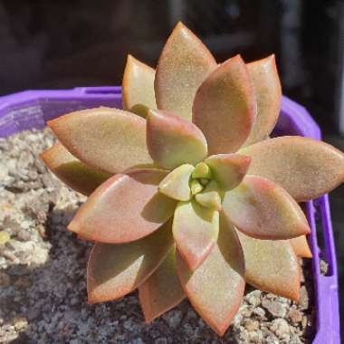 x Graptosedum Bronze