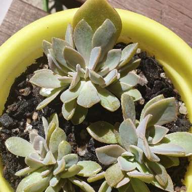 xGraptoveria Douglas Huth
