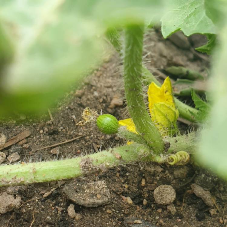plant image 1432533