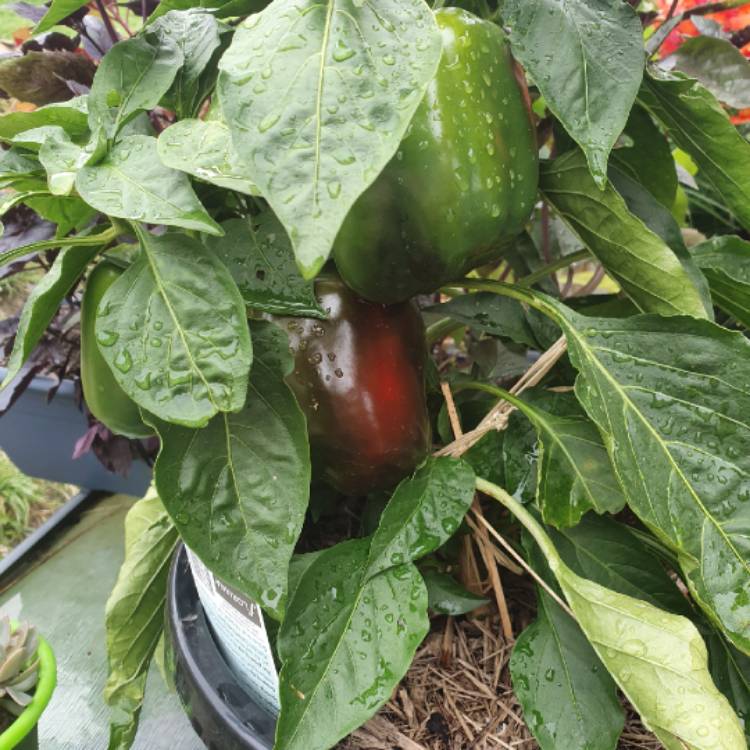 plant image 1440108