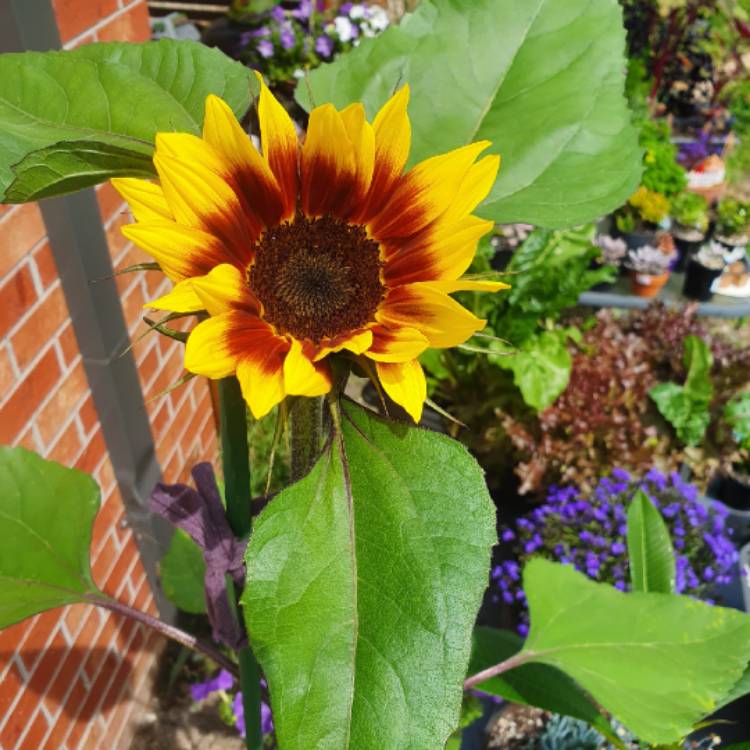 plant image 1440822 plant image 1440822