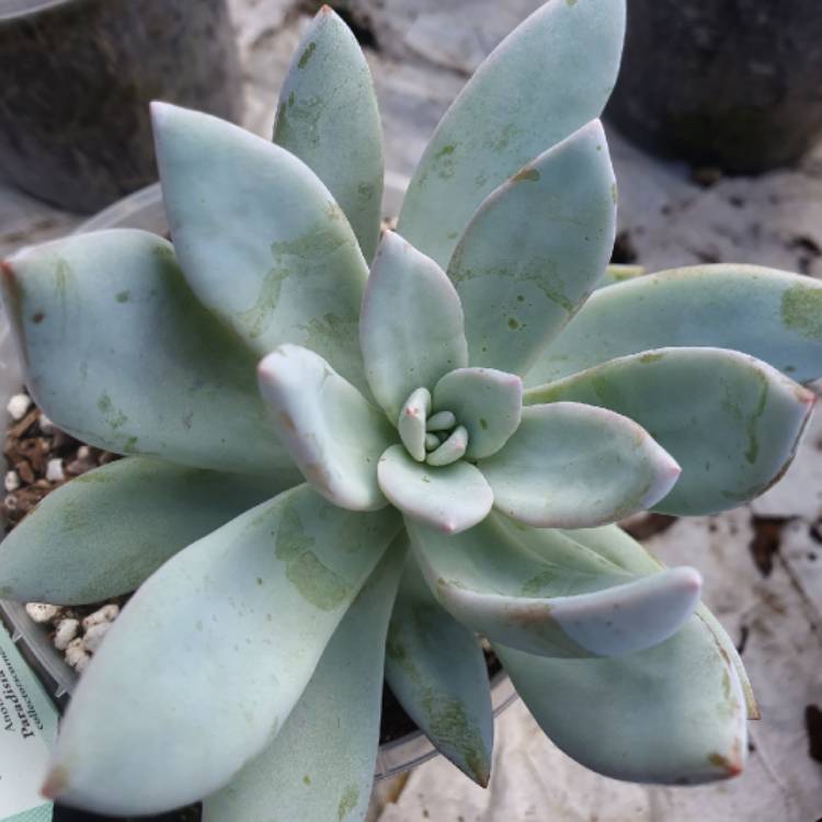 plant image 1441117
