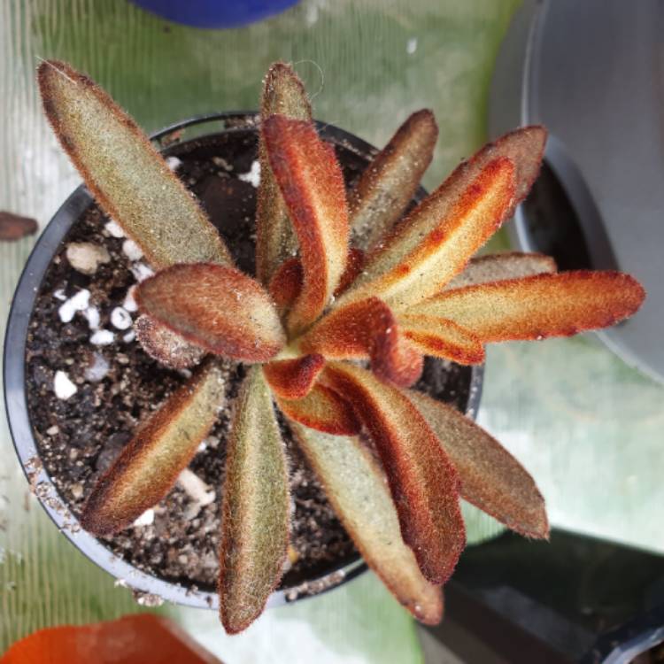 plant image 1442499 plant image 1442499